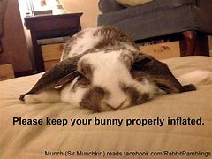 Image result for Funny Rabbit Jokes