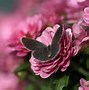 Image result for Pink Flowers Butterfly Background