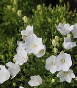Image result for Campanula carpatica White Clips