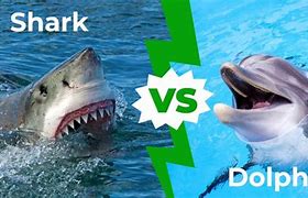 Image result for Sharks vs Dolphins Meme