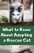 Image result for Pictures MEME Feral Cats Rescue Care