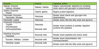 Image result for Protein-Digesting Enzyme
