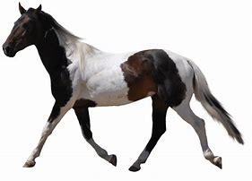 Image result for Horse Without Background