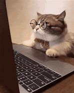 Image result for Cat Computer Meme