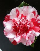 Image result for Camellia japonica Coquetti