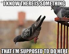 Image result for Is This a Bird Meme