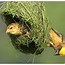 Image result for Pretty Bird Nest