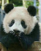 Image result for Baby Panda Bear Face