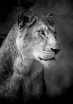 Image result for Black and White Lioness Face