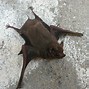 Image result for Hammerhead Fruit Bat