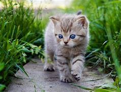 Image result for One Cute Image