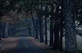 Image result for Creepy Forest Aesthetic