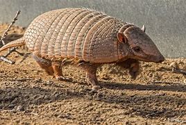 Image result for Real Armadillo