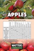 Image result for Pollinator for Anna Apple Tree