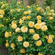 Image result for Luxury Golden Rose