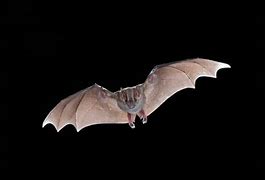 Image result for Jamaican Fruit Bat Art Print