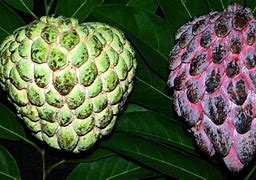 Image result for Tropical Fruit Trees Apple