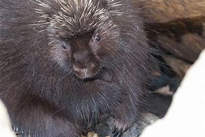 Image result for African Porcupine