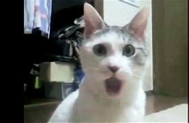 Image result for shock cats memes