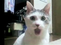 Image result for Shocked Cat Emohi Meme