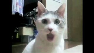 Image result for Reaction Paper Meme Cat Shocked