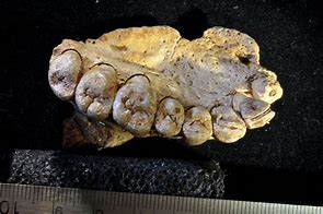 Image result for Oldest Human Fossil Found