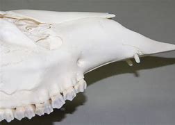 Image result for Whitetail Deer with Canine Teeth