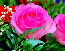 Image result for Flower 3 Pink Roses
