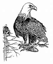 Image result for Black and White Image of Eagle Hand Drawing
