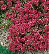 Image result for Low-Growing Sedum Ground Cover