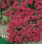 Image result for Red Sedum Ground Cover