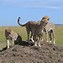 Image result for Best National Parks in Kenya