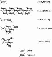 Image result for Zoolander for Ants
