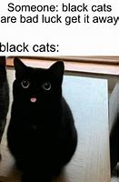 Image result for Meme Cat Avoiding