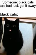 Image result for Cat Beans Meme