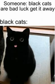 Image result for Lightheaded Cat Meme