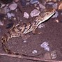 Image result for BAE Caiman