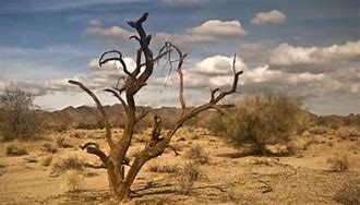 Image result for Trees in the Ironwood Family