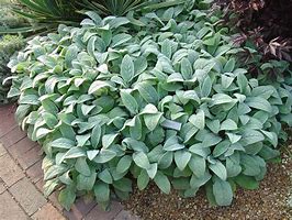 Image result for Stachys byzantina Helene von Stein