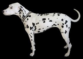 Image result for Realistic Dog Clip Art