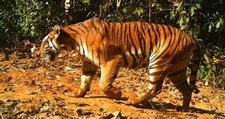 Image result for Myanmar Tiger