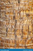 Image result for Palm Tree Wood