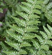 Image result for Dryopteris affinis
