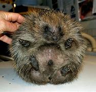 Image result for Hedgehog Diseases