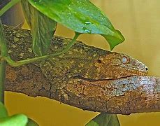 Image result for Biggest Gecko in the World