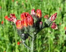Image result for Northern California Wildflowers