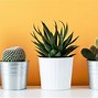 Image result for 10 Most Common House plants