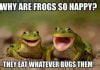 Image result for Instagram Frog Meme