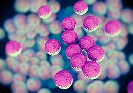 Image result for germs and bacteria pictures