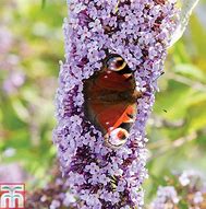 Image result for Buddleja davidii Wisteria Lane